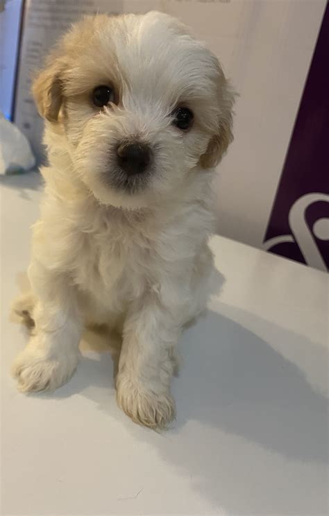 2 Jackapoo puppies for sale 1 male 1 female been flead wormed vet checked and microchipped comes with there certificate very good with kids and other pets for more info please call or text Read more >>. . Jackapoo puppies for sale